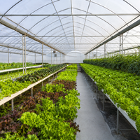 Serre multi-travées en film PE avec système de gouttières intégré pour la production hydroponique de légumes et de fleurs