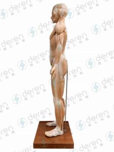 Высокоимитированная модель глубоких поверхностных мышц кровеносных сосудов анатомическая тренировка для медицинской науки человеческого тела - Product Image 3