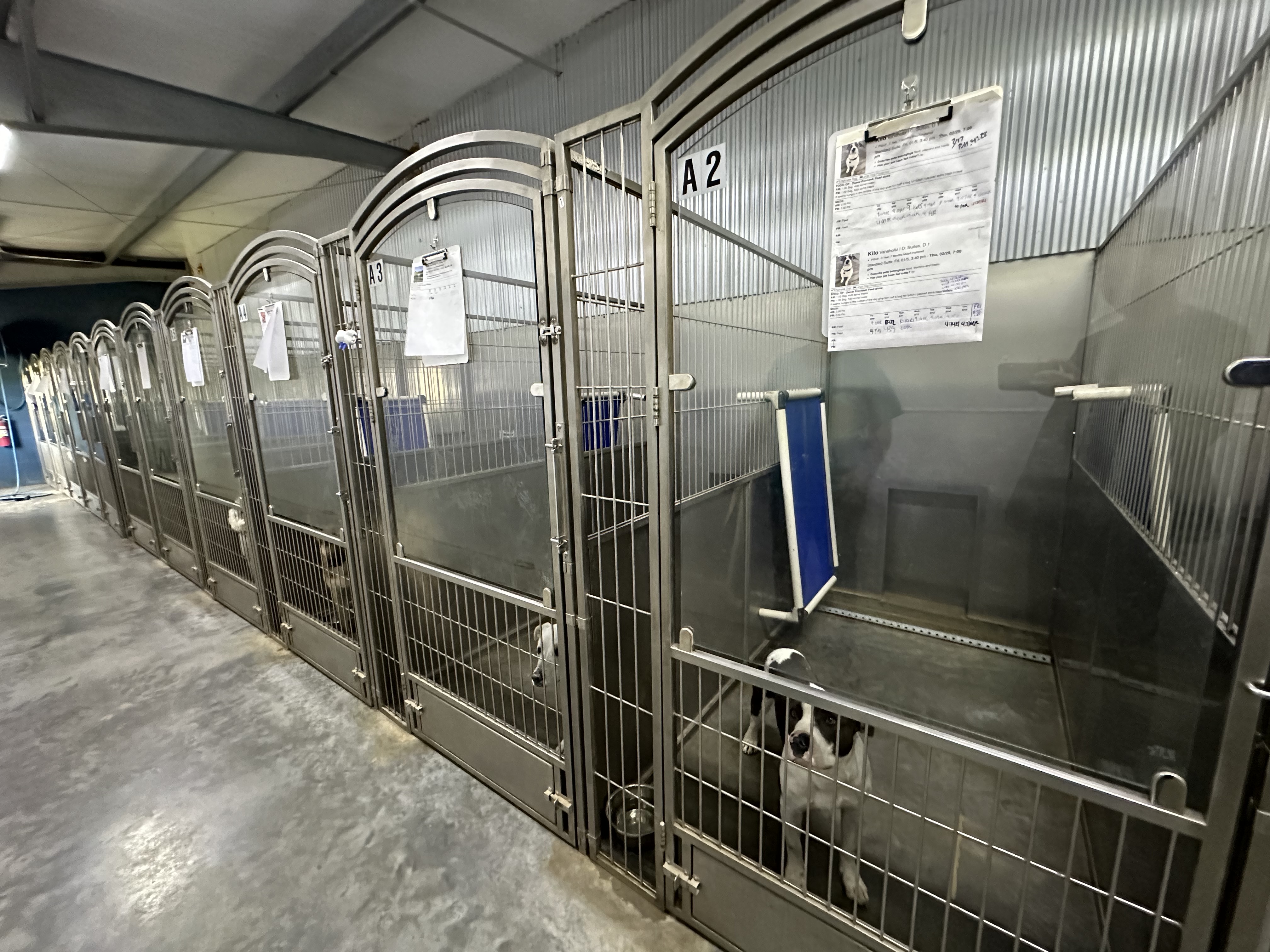 dog kennel drainage systems