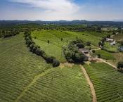 Factory price 41022 Chunmee Green Tea best green tea loose leaf High Quality tea 4011