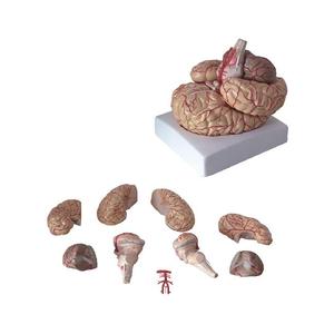50106.11 1/2 kích thước tự nhiên 32 phần 4D cơ quan giải phẫu mô hình não sọ - Product Image 2