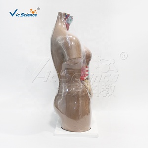 แบบจำลอง<span class=keywords><strong>ก</strong></span>ายวิภาคศาสตร์ลำตัวมนุษย์ขนาด 85 ซม. พร้อมชิ้นส่วนที่ถอดออกได้ 27 ชิ้น สำหรับ<span class=keywords><strong>ก</strong></span>ารเรียนการสอนทาง<span class=keywords><strong>ก</strong></span>ารแพทย์ - Product Image 5