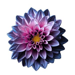 水溶性染料の種類、青色の染料、天然の花用 - Product Image 6