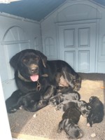 Niches pour chiens en plastique PP en gros, forme de trous d'arbre, étanches avec fond verrouillable et aérations pour usage intérieur et extérieur