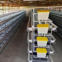 Cage semi-automatique de type H pour poules pondeuses, capacité 10000