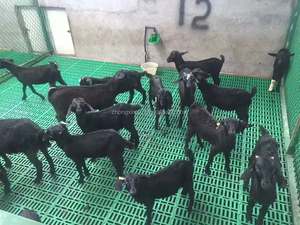 Plancher en plastique économique et durable, épaissi, à lattes pour moutons/chèvres, pour élevage de chèvres, 60*60 cm avec poutre en fibre de verre - Product Image 4