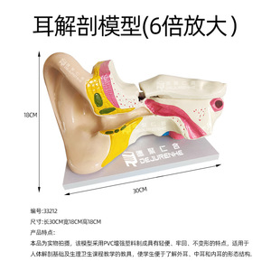 Modèle d'anatomie de l'oreille pour démonstration pédagogique biologique : Oreille humaine, structure du conduit auditif, organes, oreille biologique 6 fois plus grande - Product Image 4