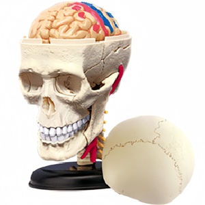 Rompecabezas <span class=keywords><strong>del</strong></span> <span class=keywords><strong>Cuerpo</strong></span> <span class=keywords><strong>Humano</strong></span>, Juego de Juguetes de Anatomía, Modelo de Corazón, Cerebro, Cráneo, Ojo, Oído, Mano, Diente y Órganos para Niños, Educación Científica y Exhibición de Estudio - Product Image 2