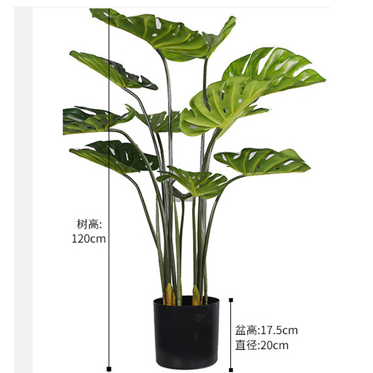 Bonsaï Monstera deliciosa 120 cm, 12 feuilles