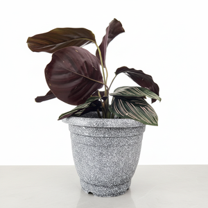 CASAMAX WL AM-0426-14 Vaso di plastica per piante - 13,5*10 CM - Product Image 2