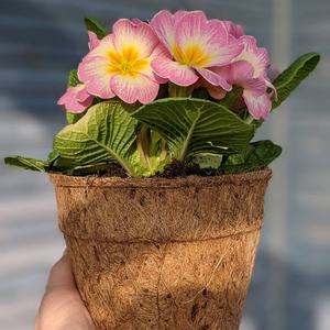 Pots en fibre de coco biodégradables en vrac pour les États-Unis et le Canada - Product Image 3