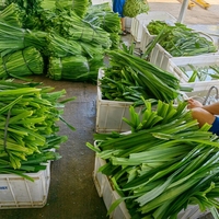 Poudre d'extrait de feuille de Pandan biologique de Hainan, colorée, lyophilisée, soluble dans l'eau, matière première naturelle pour la pâtisserie aux fruits et légumes