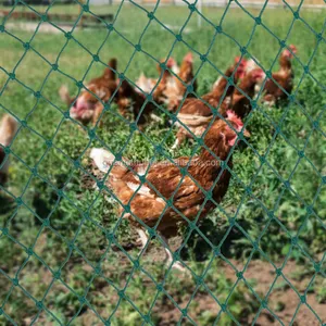 Filets en plastique de poulet vert, clôture de volaille pour jardin sauvage,