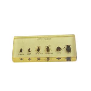 Escarabajo que camina, abeja de miel, avispa de patas largas envainada corta, lombriz de tierra, abejorro, seis tipos de especímenes de insectos beneficiosos - Product Image 4