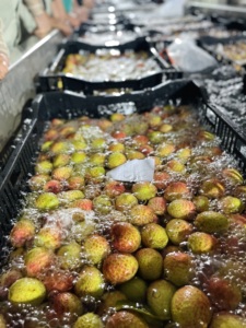 ลิ้นจี่แช่แข็งแบบธรรมชาติออร์แกนิกผลิตจากเวียดนามทั้งหมดพร้อมแพ็คความสุญญากาศจำนวนมากรสชาติสดจากเวียดนามเพื่อการส่งออก - Product Image 2