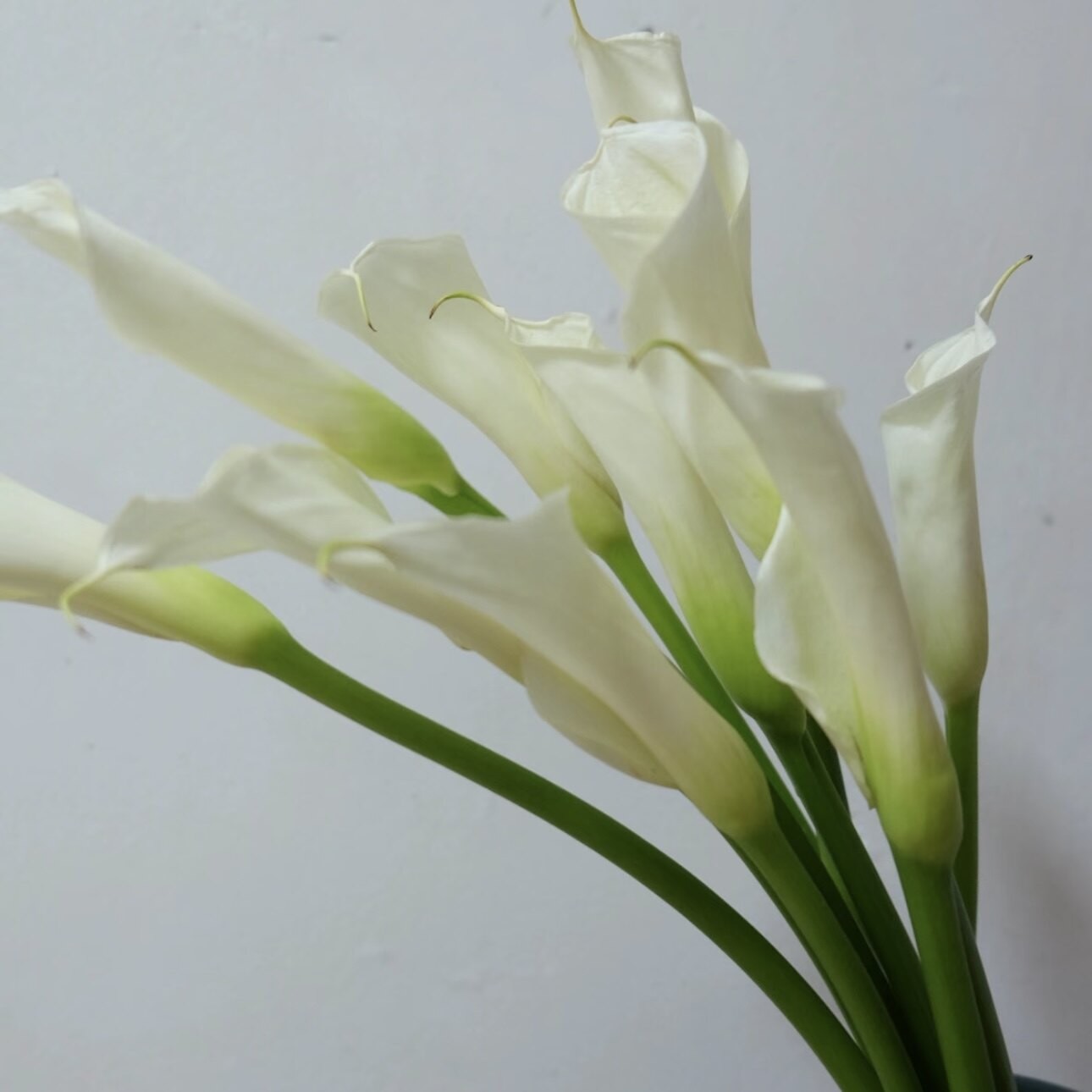 Domestic calla lily white-1 tie 10 branches