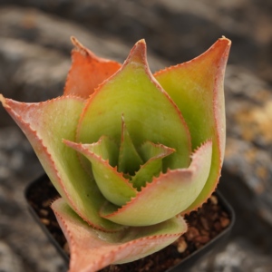 [Aloe Imalotensis] Succulente de Madagascar, Rosette compacte de type cactus, Spécimen de plantes rares résistantes à la sécheresse - Product Image 2