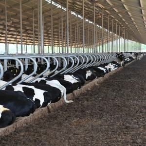 Conception <span class=keywords><strong>de</strong></span> boîtier pour bétail, <span class=keywords><strong>vache</strong></span> galvanisée à chaud, étal libre pour bétail, étal libre pour <span class=keywords><strong>vache</strong></span> - Product Image 6