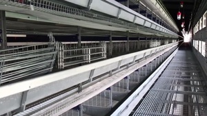 Yeni durum için otomatik çinko alüminyum magnezyum alaşımlı pil kafes tavuk <span class=keywords><strong>Coop</strong></span> <span class=keywords><strong>Pullet</strong></span> civciv katmanlı yuvalama yumurta kanatlı - Product Image 5