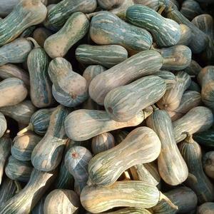 Calabaza Fresca de Vietnam a Precio Razonable, Producto Agrícola - Product Image 5