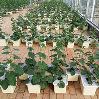 Serre agricole aquaponique hydroponique blanche Système de seaux hollandais avec couvercles pour la culture de tomates, poivrons et concombres