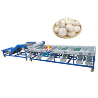 Geavanceerde industriële knoflook sorteermachine met hoogwaardige automatische maatclassificatietechnologie
