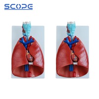 Anatomie Modèle d'enseignement médical Mannequin SC-A1072 Gorge Coeur Poumon Modèle