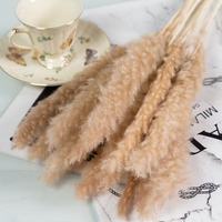 Bunga Kering Alami Ramah Lingkungan Grosir untuk Dekorasi Dinding Pernikahan, Rangkaian Rumah, Kantor, dan Bayi - Rumput Pampas Kecil
