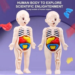 Modèle d'anatomie du corps humain, jouet éducatif - Matériaux en silicone et plastique, assemblage facile, apprentissage scientifique pour les enfants - Product Image 6