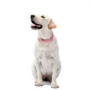 Collares de Cuero PU Personalizados de Moda de Lujo al por Mayor para Perros Pequeños, Resistentes al Agua - Product Image 6