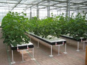 Torre Aeropónica Vertical para Cultivo Hidropónico en Interiores, para Fresas, Flores, Lechugas y Piñas, Sistema de Cultivo Hidropónico DIY para Balcón - Product Image 5