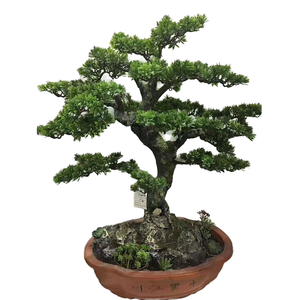 Bonsai di Pino Artificiale Verde da Interno, Altezza 60cm, in Fibra di Vetro, Vendita all'Ingrosso - Product Image 1