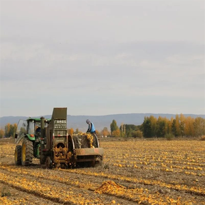 ליבות דלעת מיובשות באיכות גבוהה מזון כיתה מזין מוכן לאכול - Product Image 4