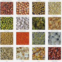 Trieuse chromatique CCD entièrement automatique WENYAO pour graines de maïs, lentilles, haricots, avec 384 canaux et une précision de tri de 99,99 %