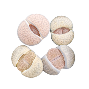 Expédition rapide lithops Succulentes jardin aménagement paysager plantes artificielles décor de jardin - Product Image 1