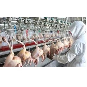 Sistema Automático de Línea de Sacrificio de Aves de Corral de Acero Inoxidable de Alta Calidad para un Procesamiento Avícola Continuo, Higiénico y Eficiente en Venta - Product Image 1