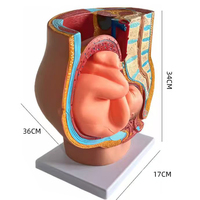 Pelvis anatomique féminin enceinte avec grossesse 9 mois bébé foetus modèle grandeur nature avec organes amovibles