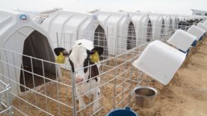 송아지 사육용 플라스틱 실내 우리, 100% 버진 폴리에틸렌 송아지 펜 - Product Image 4