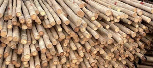 Bâtons de bambou Tam Vong naturels de qualité supérieure, solides, durables et écologiques pour la construction, le jardinage et la décoration - Product Image 4