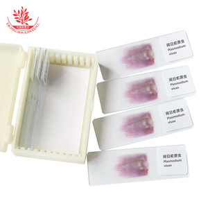 Portaobjetos de Plasmodium vivax, preparados biológicos de alta resolución para la enseñanza universitaria, vendidos en lotes de 10. - Product Image 2