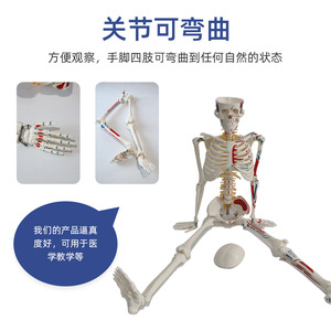 Modèle de squelette humain de 85 cm FRT009 en PVC, avec points d'origine et d'insertion musculaire verticaux, spécimen médical - Product Image 4
