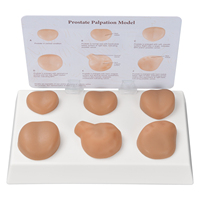 Simulateur de prostate masculin, modèle de mannequin de bureau en matériau PET avec sensation de toucher réel pour usage médical