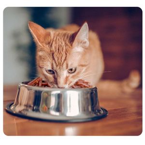 Venta al por mayor de alimentos secos para gatos saludables y nutritivos con sabor a pollo, atún, carne de bacalao para golosinas y aperitivos para mascotas - Product Image 4