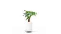 Kit de germination de superaliments biologiques avec système d'arrosage du sol écologique Pots numériques au design moderne pour la croissance des plantes à la maison