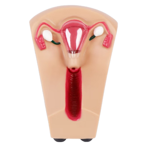Modello di Addestramento per IUD per l'Insegnamento delle Scienze Mediche per Modelli Educativi - Product Image 6