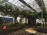 Faux arbre de banian en plastique vert artificiel d'hôtel de Hilton d'Arbol cinq étoiles fait sur commande grand arbre artificiel de 25 mètres pour le parc de forêt