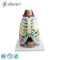 Modèle d'anatomie de la cavité thoracique grandeur nature en silicone souple PVC, cœur et poumons, couleur naturelle, pour les écoles de médecine et les universités