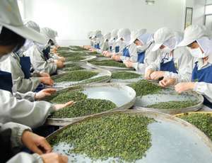 새로운 생산 높은 산 순수 대만 알리 산 우롱 차 - Product Image 4