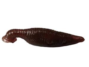 Jouet sensoriel anti-stress en TPE souple et collant pour enfants et adultes Jokez N Prankz Modèle 270A - Product Image 2