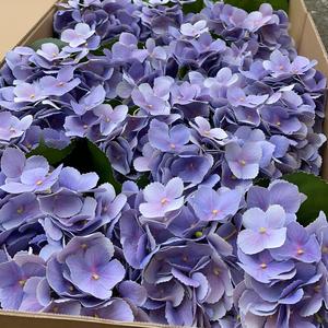 Vente en gros d'hortensias artificiels au toucher réel, fleurs bleues pour décoration de mariage et de vase - Product Image 5